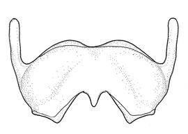   Anthidium illustre  male, diagram showing ventral view of sixth sternum (S6), diagram from Gonzalez and Griswold 2013 

